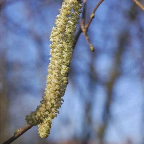 Filbert - Corylus Avellana Hall’s Giant 5 Filbert - Corylus Avellana Hall’s Giant - Image 5