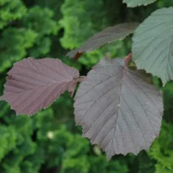Filbert - Corylus Maxima Purpurea -Future Forests Filbert Purple 01