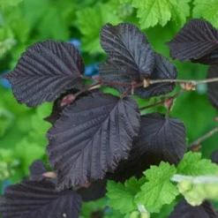 Filbert - Corylus Maxima Purpurea -Future Forests Filbert Purple 02