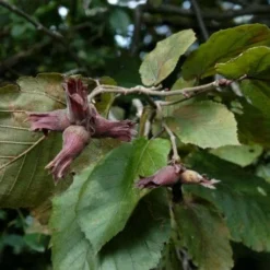 Filbert - Corylus Maxima Purpurea -Future Forests Filbert Purple 06