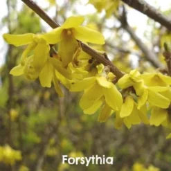 Mixed Flowering Hedge 10 Mixed Flowering Hedge -Future Forests Forsythia x intermedia Spectabilis 838e17f3 dbdd 4393 b093 043f88645647