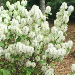 Fothergilla Intermedia Mount Airy