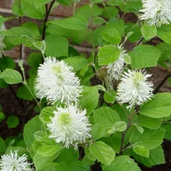 Fothergilla Intermedia Mount Airy -Future Forests Fothergilla intermedia Mount Airy 03
