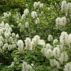 Fothergilla Intermedia Mount Airy -Future Forests Fothergilla intermedia Mount Airy 04