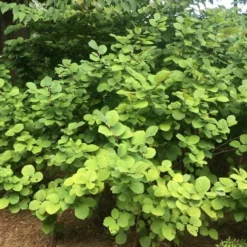 Fothergilla Intermedia Mount Airy -Future Forests Fothergilla intermedia Mount Airy 05