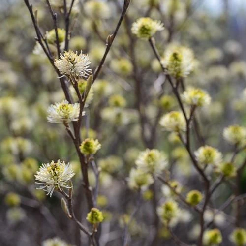 Fothergilla X Intermedia Blue Shadow 1 Fothergilla X Intermedia Blue Shadow