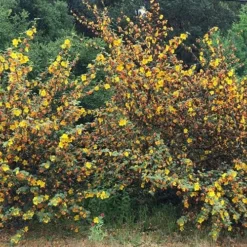 Fremontodendron California Glory -Future Forests Fremontodendron California Glory 05