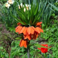 Fritillaria Imperialis Rubra Maxima -Future Forests Fritillaria imperialis Rubra Maxima 03
