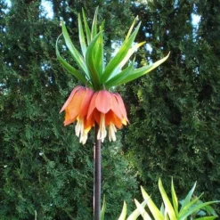 Fritillaria Imperialis Rubra Maxima -Future Forests Fritillaria imperialis Rubra Maxima 05