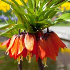 Fritillaria Imperialis Rubra Maxima -Future Forests Fritillaria imperialis Rubra Maxima 06