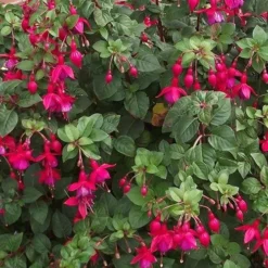 Seaside Hedge Mix 10 Seaside Hedge Mix -Future Forests Fuchsia riccartonii 01