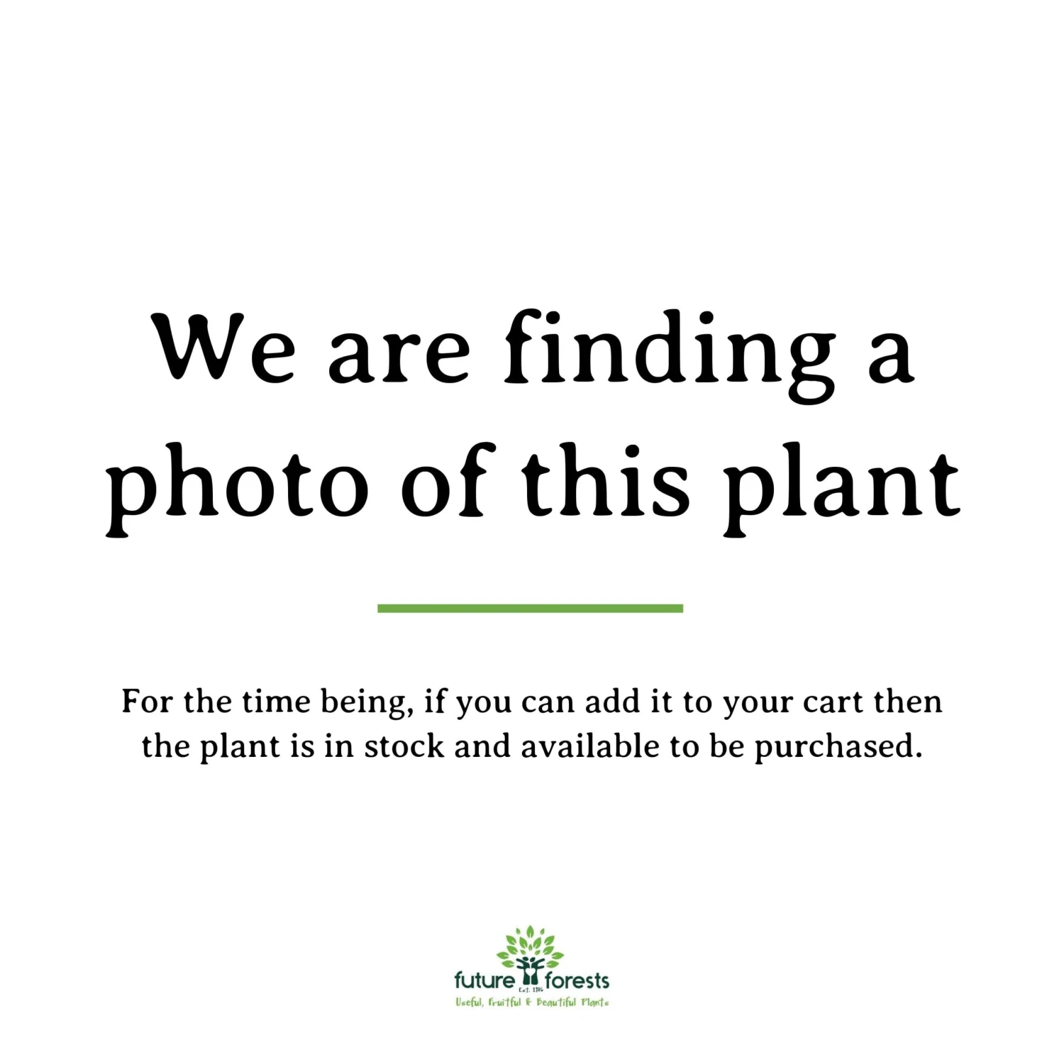 Maclura Pomifera 1 Maclura Pomifera