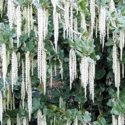 Garrya Elliptica James Roof -Future Forests Garrya elliptica James Roof 02
