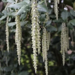 Garrya Elliptica James Roof -Future Forests Garrya elliptica James Roof 03
