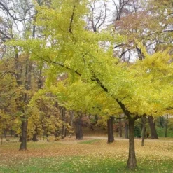 Ginkgo Biloba Horizontalis
