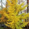 Ginkgo Biloba Princeton Sentry