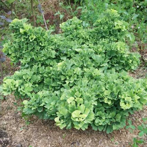 Ginkgo Biloba Troll 1 Ginkgo Biloba Troll