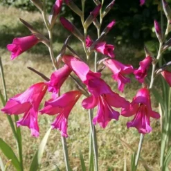 Gladiolus Communis Ssp. Byzantinus -Future Forests Gladiolus communis byzantinus 02