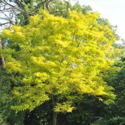 Gleditsia Tri Sunburst -Future Forests Gleditsia tri Sunburst 06
