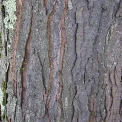 Gleditsia Tri Sunburst -Future Forests Gleditsia tri Sunburst 08