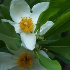 X Gordlinia Grandiflora -Future Forests Gordlinia grandiflora 04