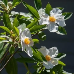 X Gordlinia Grandiflora -Future Forests Gordlinia grandiflora 06