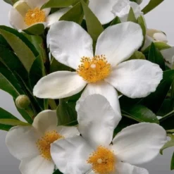 X Gordlinia Grandiflora -Future Forests Gordlinia grandiflora 08