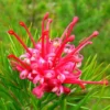 Grevillea Rosmarinifolia Canberra Gem