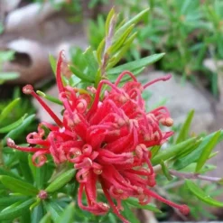 Grevillea Rosmarinifolia Canberra Gem 10 Grevillea Rosmarinifolia Canberra Gem -Future Forests Grevillea Canberra Gem 03
