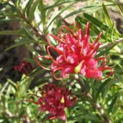 Grevillea Rosmarinifolia Canberra Gem 11 Grevillea Rosmarinifolia Canberra Gem -Future Forests Grevillea Canberra Gem 04