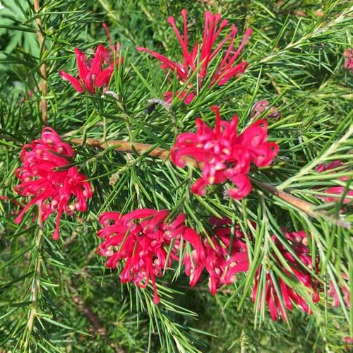 Grevillea Rosmarinifolia Canberra Gem 8 Grevillea Rosmarinifolia Canberra Gem - Image 8