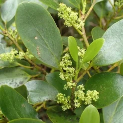 Seaside Hedge Mix 11 Seaside Hedge Mix -Future Forests Griselinia littoralis 01