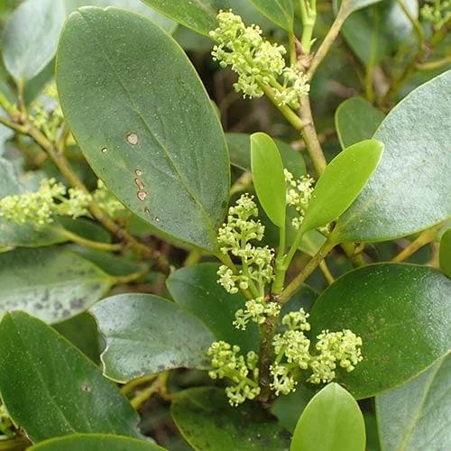 Seaside Hedge Mix 5 Seaside Hedge Mix - Image 5