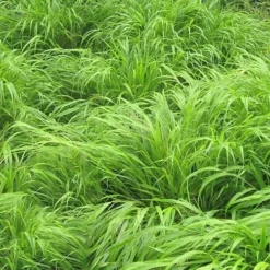 Hakonechloa Macra -Future Forests Hakonechloa macra 03