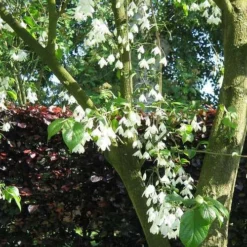 Halesia Carolina - Snowdrop Tree -Future Forests Halesia carolina 02