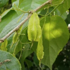 Halesia Carolina - Snowdrop Tree -Future Forests Halesia carolina 04