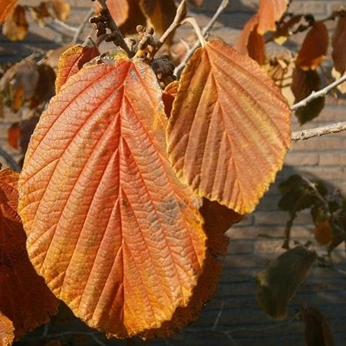 Hamamelis X Intermedia Jelena 2 Hamamelis X Intermedia Jelena - Image 2