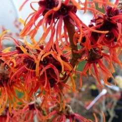 Hamamelis X Intermedia Jelena 6 Hamamelis X Intermedia Jelena -Future Forests Hamamelis int Jelena 02