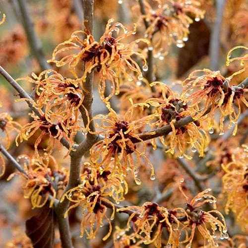Hamamelis X Intermedia Jelena 1 Hamamelis X Intermedia Jelena