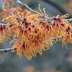 Hamamelis X Intermedia Jelena 7 Hamamelis X Intermedia Jelena -Future Forests Hamamelis int Jelena 04
