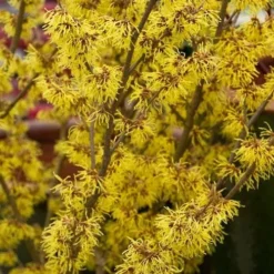 Hamamelis X Intermedia Arnold Promise -Future Forests Hamamelis intermedia Arnold Promise 03