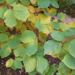 Hamamelis X Intermedia Diane -Future Forests Hamamelis intermedia Diane 06