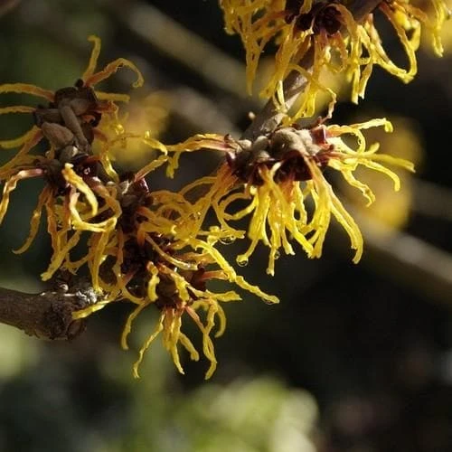 Hamamelis X Intermedia Orange Beauty 2 Hamamelis X Intermedia Orange Beauty - Image 2