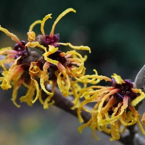 Hamamelis X Intermedia Orange Beauty 3 Hamamelis X Intermedia Orange Beauty - Image 3