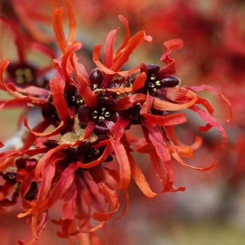 Hamamelis X Intermedia Orange Beauty 4 Hamamelis X Intermedia Orange Beauty - Image 4