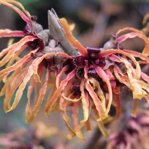 Hamamelis X Intermedia Orange Beauty 1 Hamamelis X Intermedia Orange Beauty