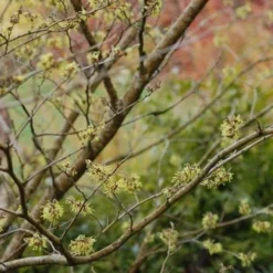 Hamamelis X Intermedia Pallida -Future Forests Hamamelis x intermedia Pallida 03
