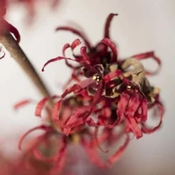 Hamamelis X Intermedia Ruby Glow -Future Forests Hamamelis x intermedia Ruby Glow 3