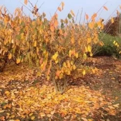 Hamamelis X Intermedia Birgit -Future Forests Hamamelisint. Birgit 04