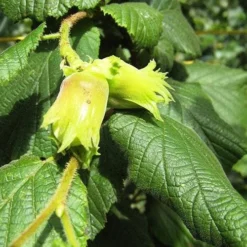 Cobnut - Corylus Avellana Cosford Cob -Future Forests Hazel Cosford Cob 03